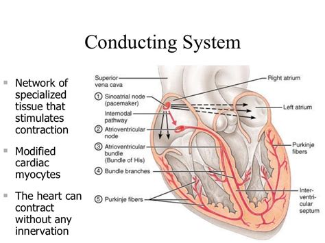 Cardiac conduction system