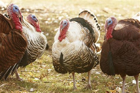 How to Choose and Raise Turkeys