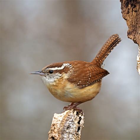 Carolina Wren - FeederWatch