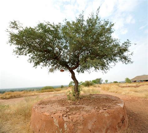 Flora and Fauna in the Thar Desert | Sahapedia