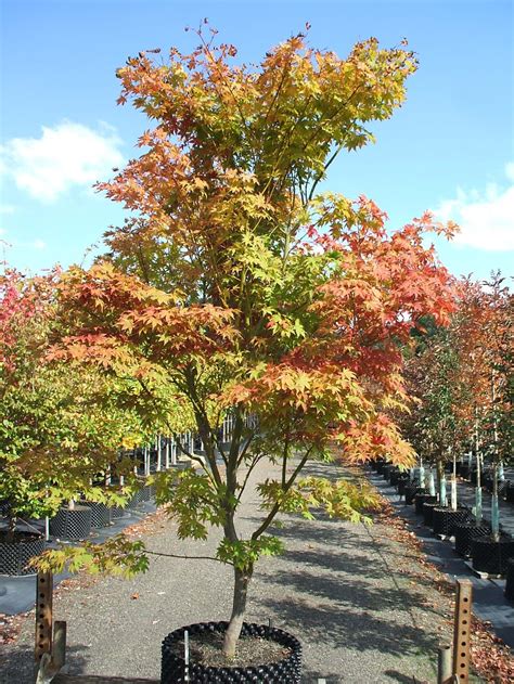 Acer palmatum Osakazuki