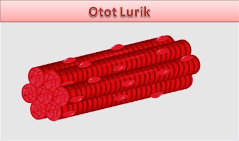 Otot Lurik : Karakteristik, Sifat, Cara Kerja, dan Gangguannya