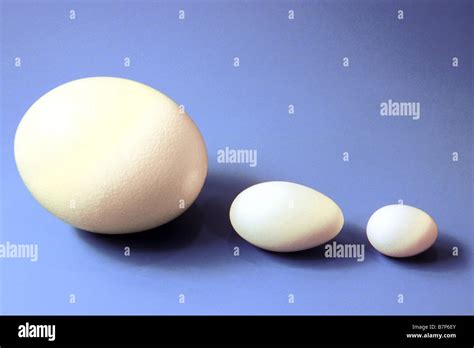 Hen egg sizes hi-res stock photography and images - Alamy