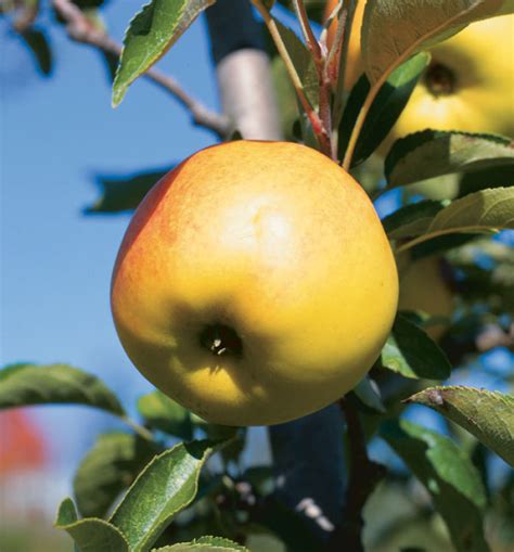 Antique Apples Varieties - FineGardening