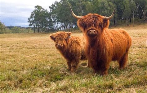 Miniature Scottish Highland Cattle