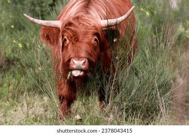 Highland Cow Tongue: Over 581 Royalty-Free Licensable Stock Photos ...