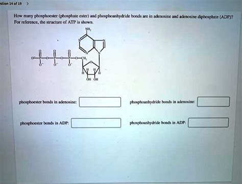 SOLVED: Question 14 of 19 How many phosphoester (phosphate ester) and phosphoanhydride bonds are ...