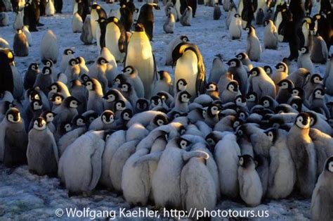 Huddling Emperor penguin chicks — Photo Tours