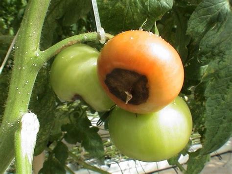 Tomato Blossom-End Rot | N.C. Cooperative Extension