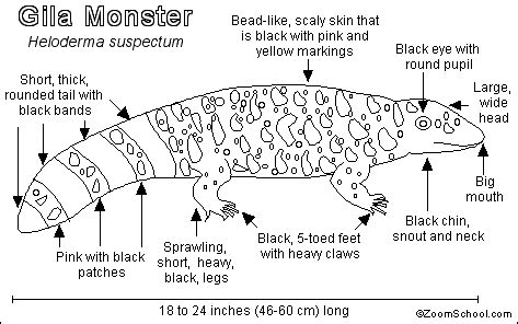 Gila Monster Coloring Page