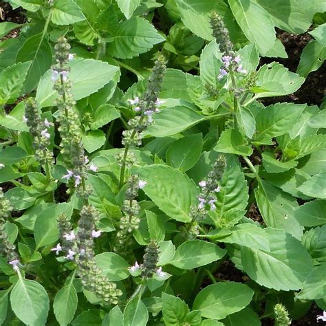 Seeds for Holy Basil | Ocimum tenuiflorum | Amkha Seed