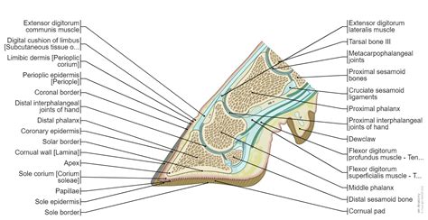 Bull and the cow - Illustrated atlas : normal anatomy | vet-Anatomy