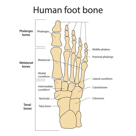 Foot bones. Anatomy of the skeletal system of the human legs and feet. 8569566 Vector Art at ...