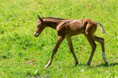 Newborn Foal Doing First Run Stock Image - Image of looking, move: 148812915