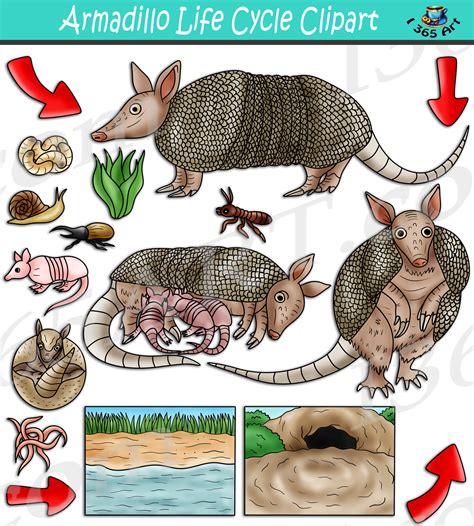 Armadillo Life Cycle Clipart Set Download - Clipart 4 School