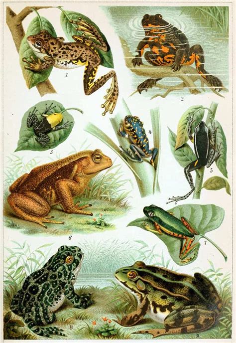 Muntrop: What do frogs eat — and other froggy facts you never wanted to ...