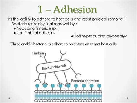 Bacterial virulence factors