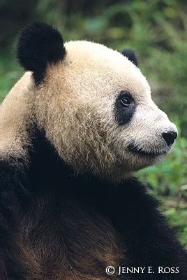 The Giant Panda #2