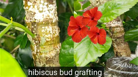 Propagation of Hibiscus very easily #gardennig#grafting#savegreen - YouTube