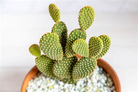 How to Grow and Care for Bunny Ear Cactus