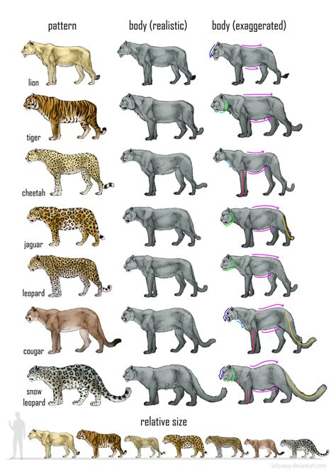 Big cats comparison: reference sheet by MonikaZagrobelna on DeviantArt