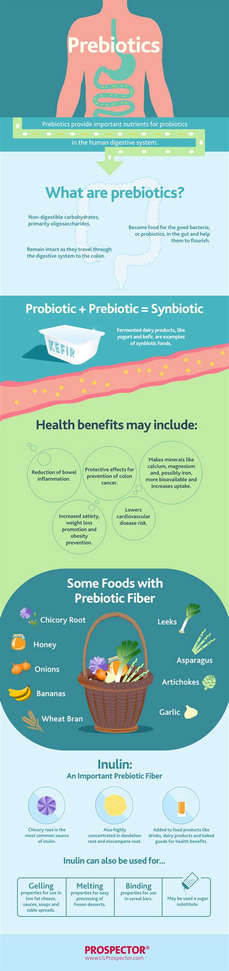 Prebiotics: Food for Beneficial Bacteria (Infographic) - Prospector ...