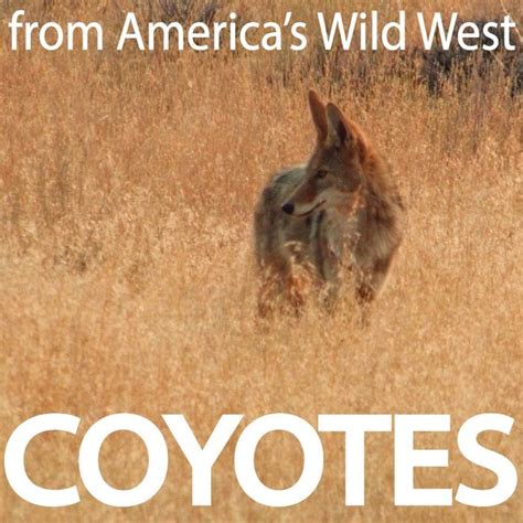 Coyotes | Coyotes Sound Effects Library | asoundeffect.com