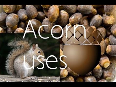 Uses for acorns - YouTube