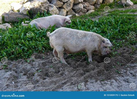 Pigs Eating Grass in the Open Field Stock Image - Image of field ...