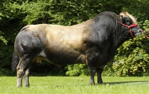 Tarentaise Bull | Cattle, Bull, Breeds