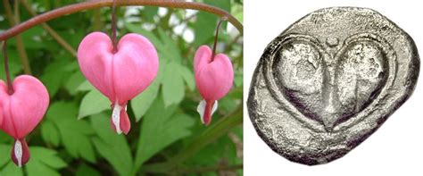 Silphium seed pods and an early inscription. Similar shape to the ...