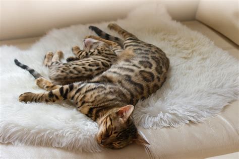 Free Bengal Cat and Kitten sleeping on Sofa Stock Photo - FreeImages.com