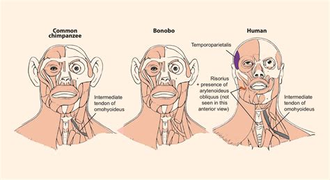 Chimpanzee Anatomy