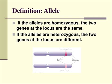 Dominant Allele