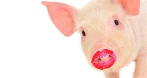 Same Pig, Different Lipstick – Gem State Patriot News