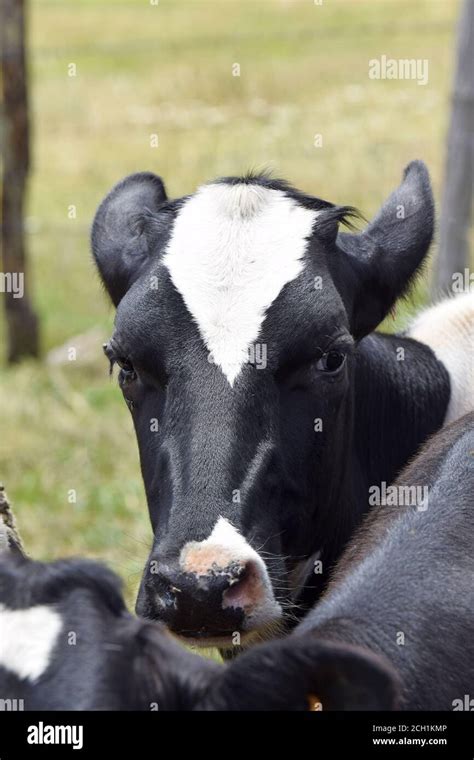 PRIM'HOLSTEIN Stock Photo - Alamy