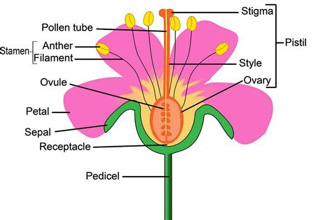 Flower Structure And Reproduction Worksheet