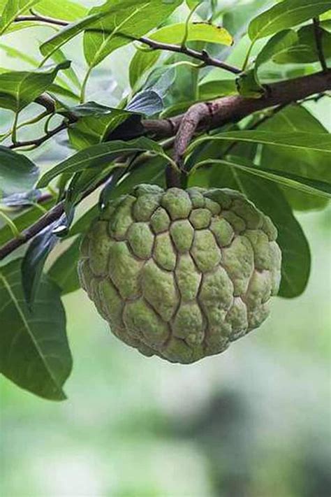 Shop Premium Sugar Apple Seeds at Plantshop.me