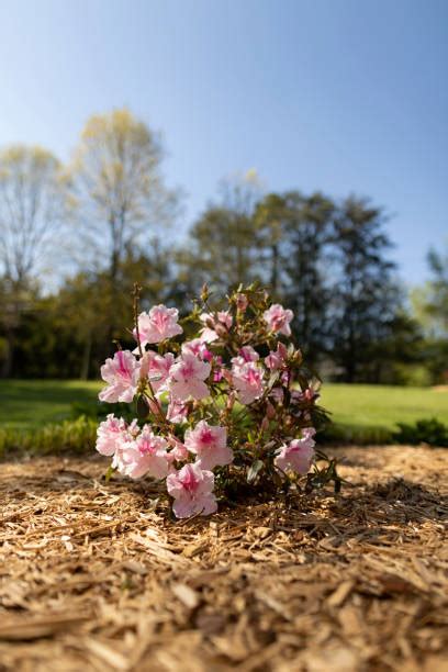 4,800+ Mulching Flowers Stock Photos, Pictures & Royalty-Free Images - iStock