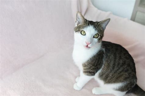 Premium Photo | Domestic cat sitting on couch