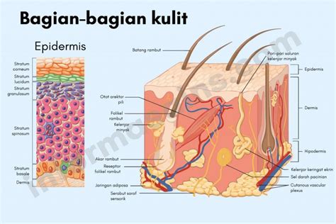 Kulit: Pengertian, Anatomi, dan Fungsi - InformasainsEdu