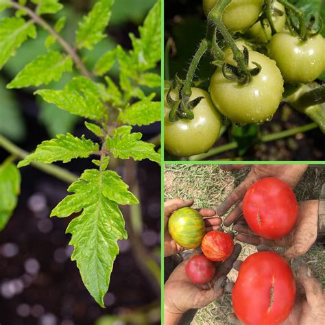 Heirloom Tomato Plants Collection (6 varieties) | Three Rivers Community Farm