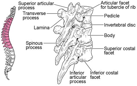 Cow Thoracic Vertebrae