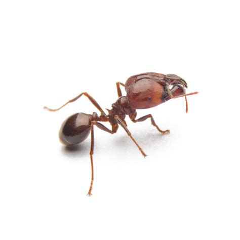 Fire Ant Identification, Habits & Behavior | Pest Defense Solutions