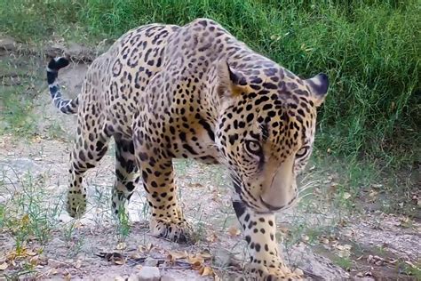 A few jaguars now roam the Arizona borderlands—why that’s a big deal