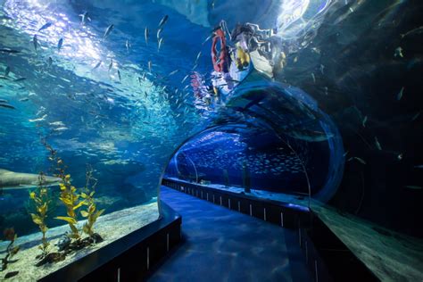 Busan Aquarium - Gyeongsangnam-do | This Is Korea Tours