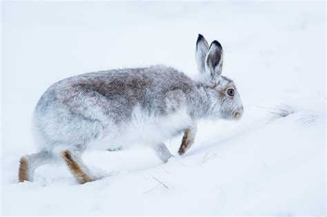 Darley Dale Wildlife: Mountain Hare in the snow