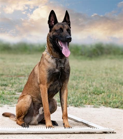 Premium Photo | Training of belgian shepherd