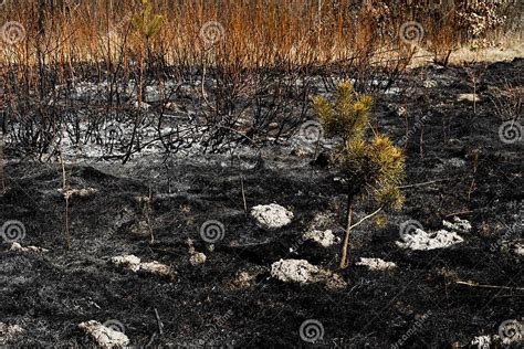 Lonely Surviving Pine Tree Surrounded by Charred Grass after a Spring Fire. Aftermath of Natural ...