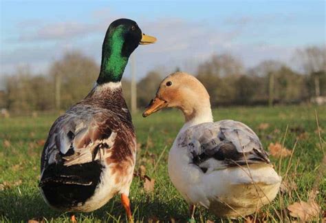 Silver Bantam - British Waterfowl Association